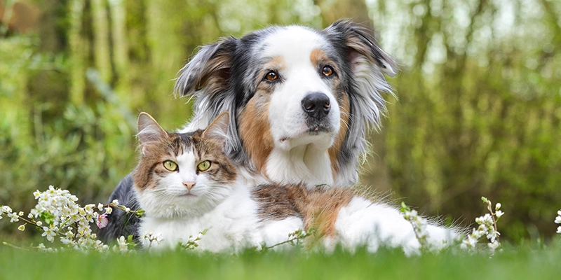 protect animals - 3 Ways to Protect Animals from the Perils of Human Plumbing - photo of dog and cat in grass field