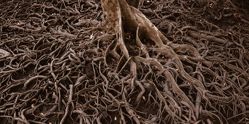tree roots - What to Do if Tree Roots Clog Your Sewer Pipe - photo of tree with exposed root system
