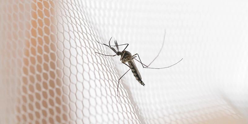 mosquitos - Control Water Around the Home to Combat Mosquitoes - mosquito on white mesh