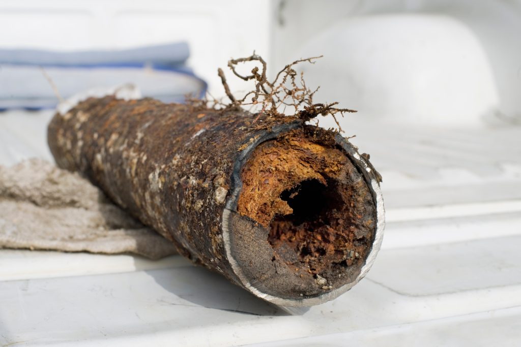 Tree Root Intrusion
